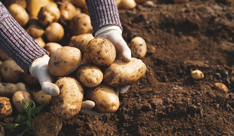 patates