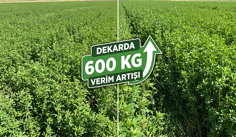 yoncada-donumde-600-kg-ekstra-verim-ferment-delta-fx-ve-cosmix-ile-guclu-kokler-yuksek-rekolte