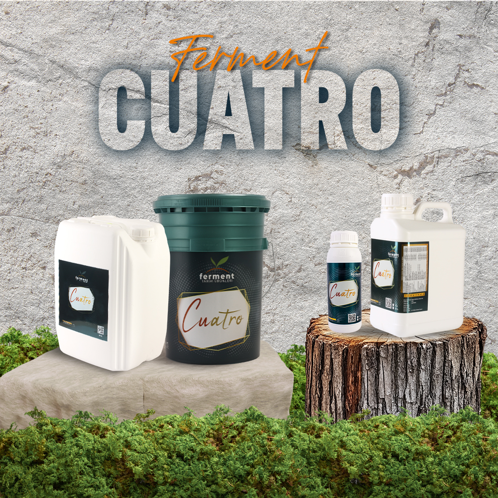 ferment-cuatro