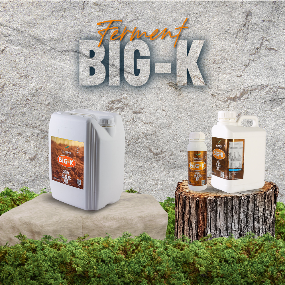 ferment-big-k